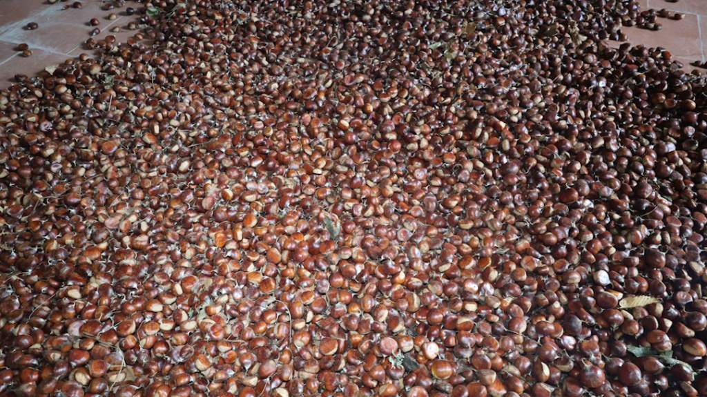 LE CASTAGNE DI SAN RUFO